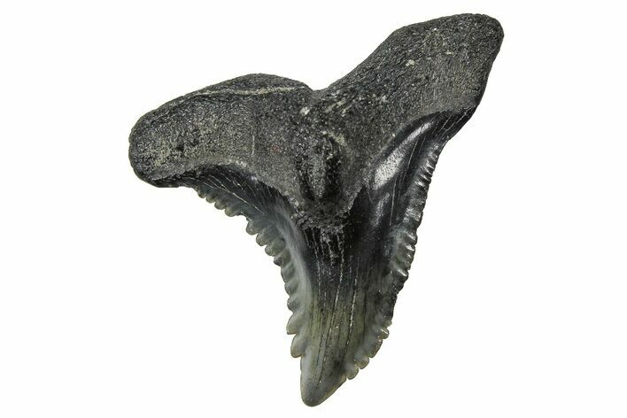 Snaggletooth Shark (Hemipristis) Tooth - South Carolina #375867